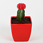 Set of 3 Grafted Cactus Plants