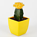 Vibrant Yellow Grafted Cactus Plant
