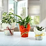 Set of 3 Evergreen Plants