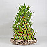 Exotic 8 Layer Lucky Pyramid Bamboo Plant