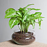 Classic Syngonium Golden Plant Terrarium