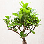 Exotic Ficus Bonsai Plant
