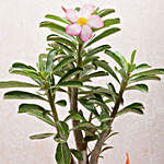 Desert Rose Adenium Plant