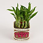 2 Layer Lucky Bamboo Plant for Mam