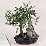 Beautiful Ficus Ulmus Bonsai Plant