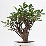 Ficus Bonsai Plant in Printed Pot