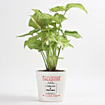 Leafy Syngonium Plant