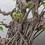 25 Year Old Ficus Bonsai Tree