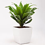 Dracaena Compacta Plant in White Plastic Pot