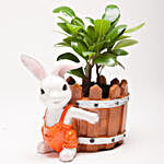 Ficus Compacta Plant in Resin Rabbit Pot