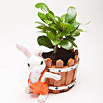Ficus Compacta Plant in Resin Rabbit Pot