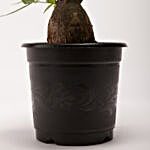 Pachira Bonsai Plant in Black Plastic Pot