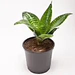 Snakeskin Sansevieria Plant in Black Plastic Pot