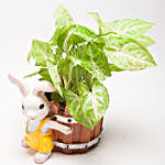 Syngonium Golden Plant In Resin Rabbit Pot