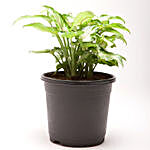 Syngonium Green Plant in Black Plastic Pot