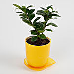 Ficus Compacta Plant in Yellow Melamine Pot