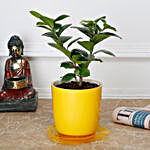Ficus Compacta Plant in Yellow Melamine Pot