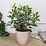 Ficus Green Plant in Recycled Plastic Conical Pot