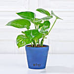 Green Money Plant in Imported Plastic Pot