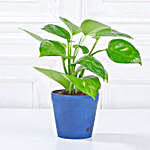 Green Money Plant in Imported Plastic Pot