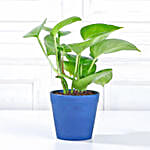 Green Money Plant in Imported Plastic Pot