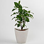 Hibiscus Plant in White Half Moon Recycled Plastic Pot