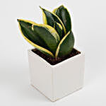 MILT Sansevieria Plant in Ceramic Mini Cube Pot