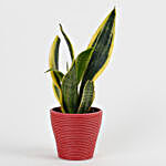 MILT Sansevieria Plant in Recycled Plastic Lining Pot