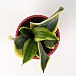 MILT Sansevieria Plant in Red Recycled Plastic Lining Pot