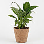 Peace Lily Plant in Coconut Husk Pot