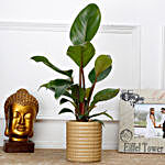 Philodendron Red Plant in Ceramic Rope Pattern Pot