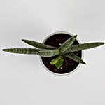 Sansevieria Cylindrica Plant in Recycled Plastic Lining Pot