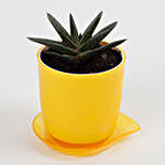 Sansevieria Cylindrica Plant in Yellow Melamine Pot