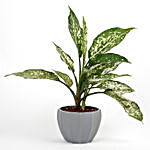 Silver Aglaonema Plant in Melamine Pot