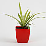Spider Plant in Imported Plastic Pot