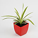 Spider Plant in Imported Plastic Red Pot