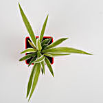 Spider Plant in Imported Plastic Red Pot