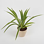 Spider Plant in Recycled Plastic Conical Pot