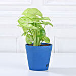 Syngonium Green Plant in Imported Plastic Pot