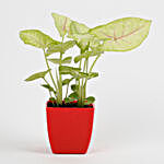 Syngonium Plant in Imported Plastic Red Pot