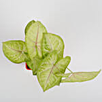 Syngonium Plant in Imported Plastic Red Pot