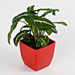Syngonium Wedlendi Plant in Imported Plastic Red Pot