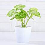 Syngonium White Plant in Imported Plastic Pot