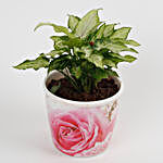 Syngonium White Plant in Stoneware Floral Pot