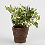 White Pothos Plant in Recycled Plastic Lining Pot