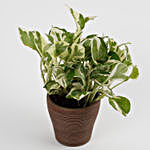 White Pothos Plant in Recycled Plastic Lining Pot