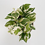 White Pothos Plant In Stoneware Floral Pot
