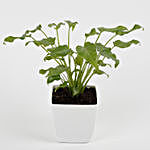 Xanadu Philodendron Green Plant in Imported Plastic Pot