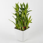 3 Layer Bamboo Plant in Striped Imported Plastic Pot