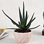 Aloe Vera Plant in Pink Diamond Cut Melamine Pot